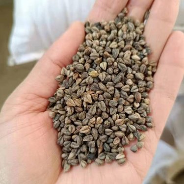 深耕农业沃土，服务粮食安全 浚县佳瑞种业的农作物种子经营之路