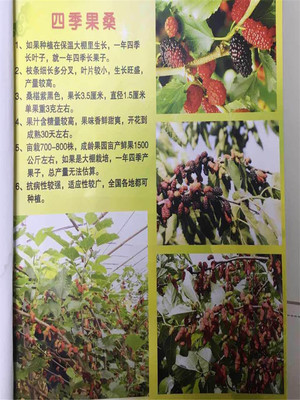 四季果桑 规格0.4起，优质种苗批发指南