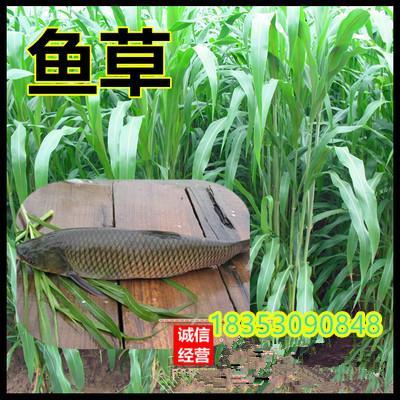 连云港市多年生黑麦草品种市场概况 价格、厂家与经营指南