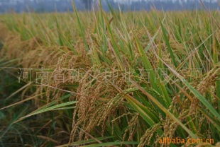 供应优质水稻种子'焦旱1号'，河南新农种业专业经营农作物种子