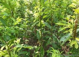 农作物种子种苗产业链 价格、厂家、批发与经营全解析