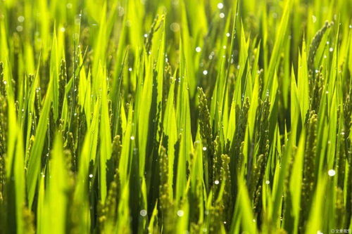 关于推进嘉兴市农作物种子种业高质量发展的协商建议